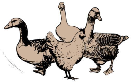 canard