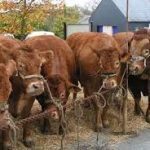 vaches